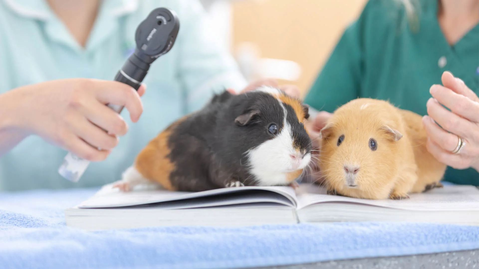 two guinea pigs