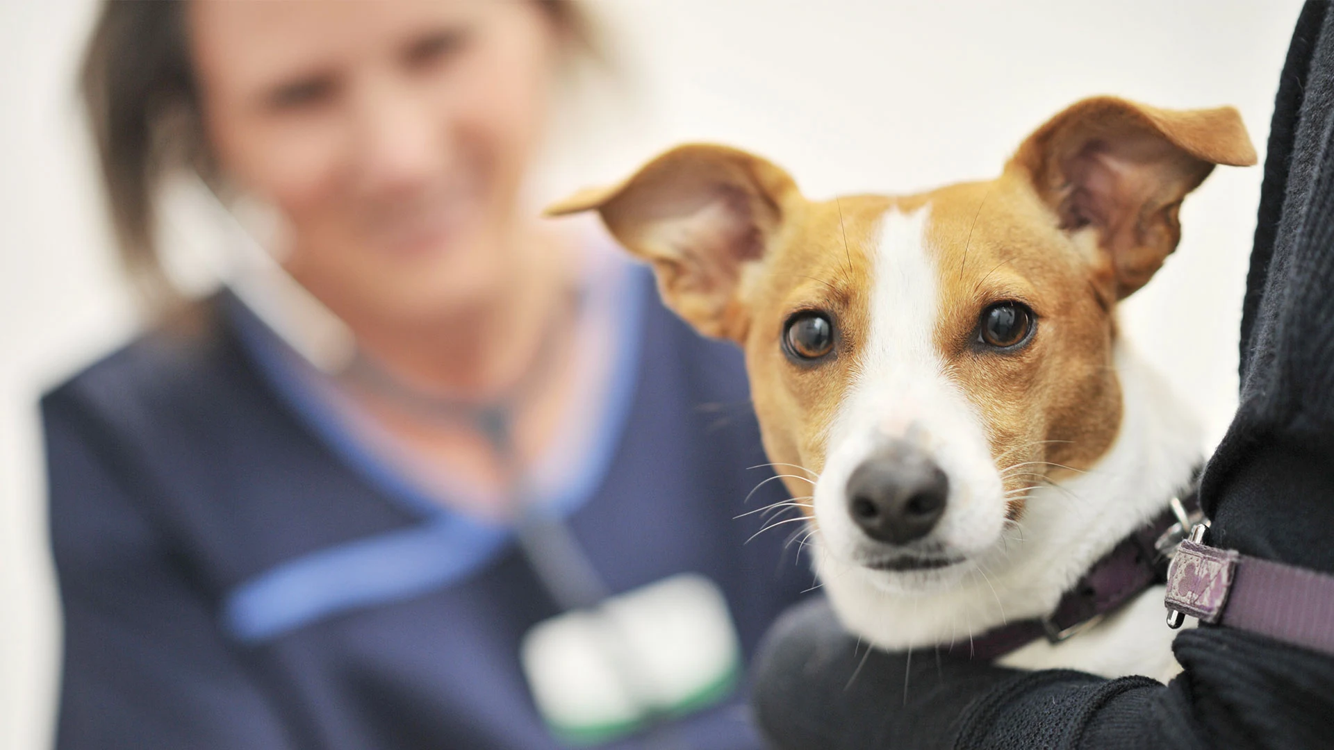 jack russel dog
