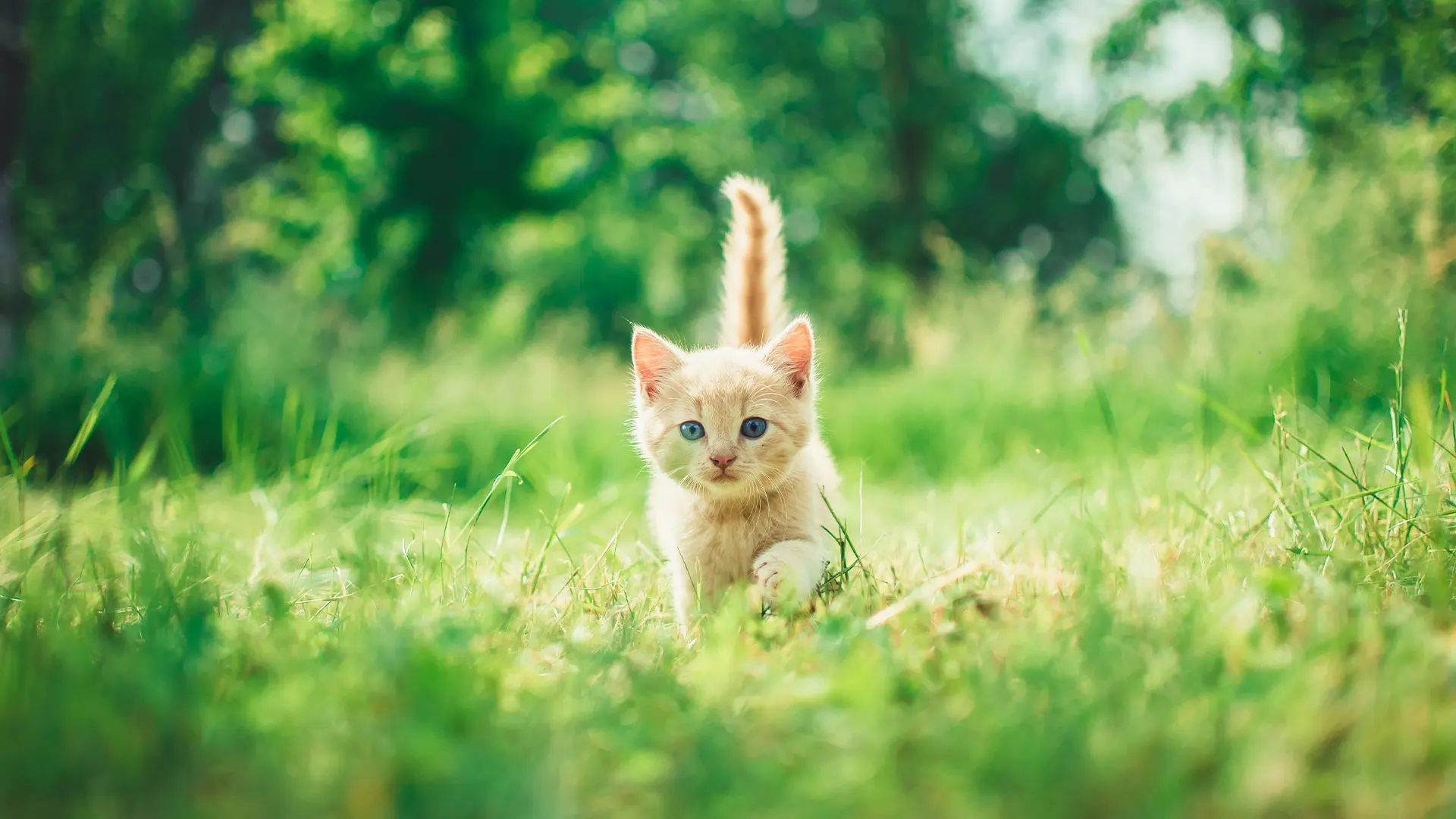 kitten outside