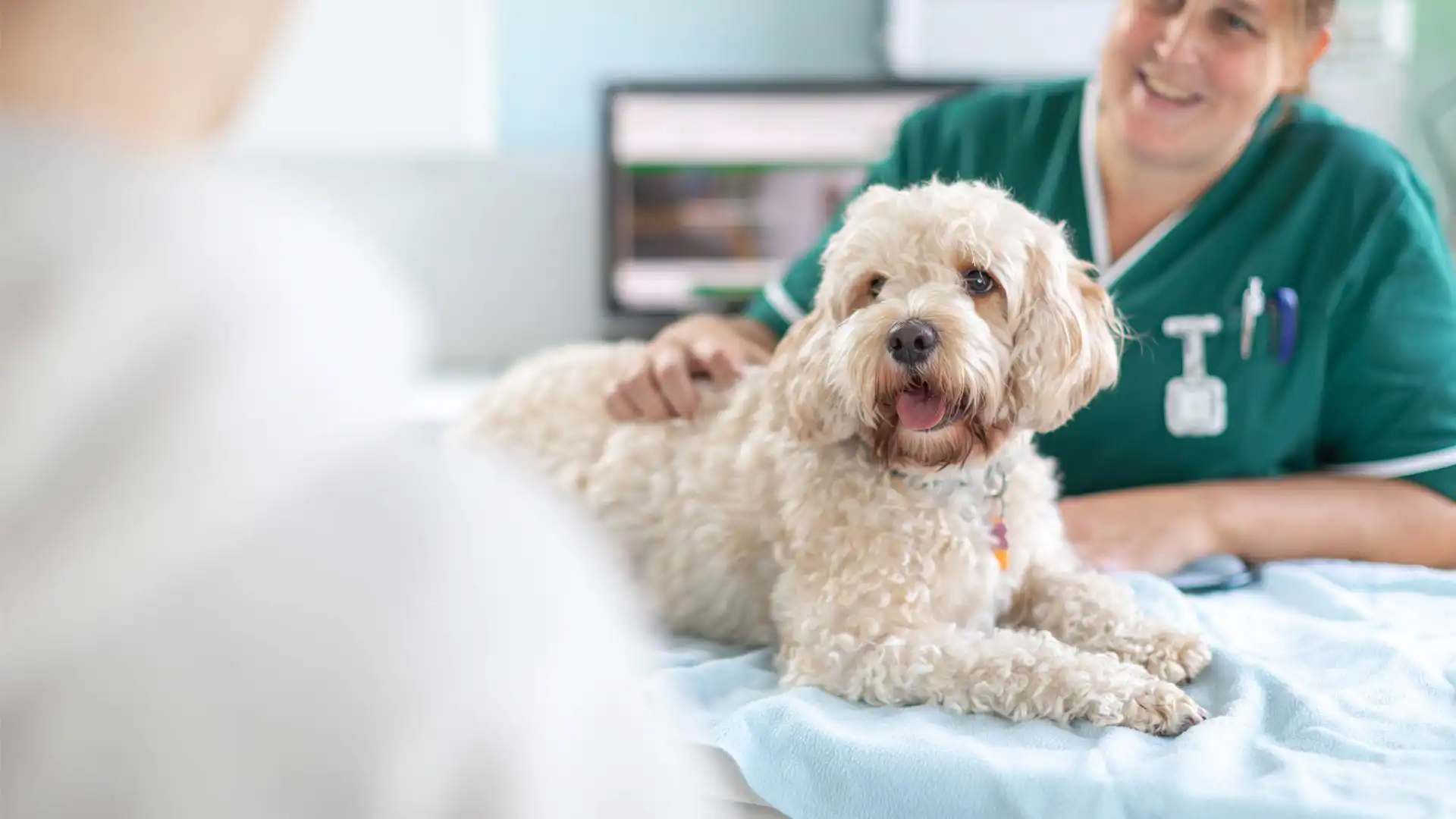 dog laying down consult