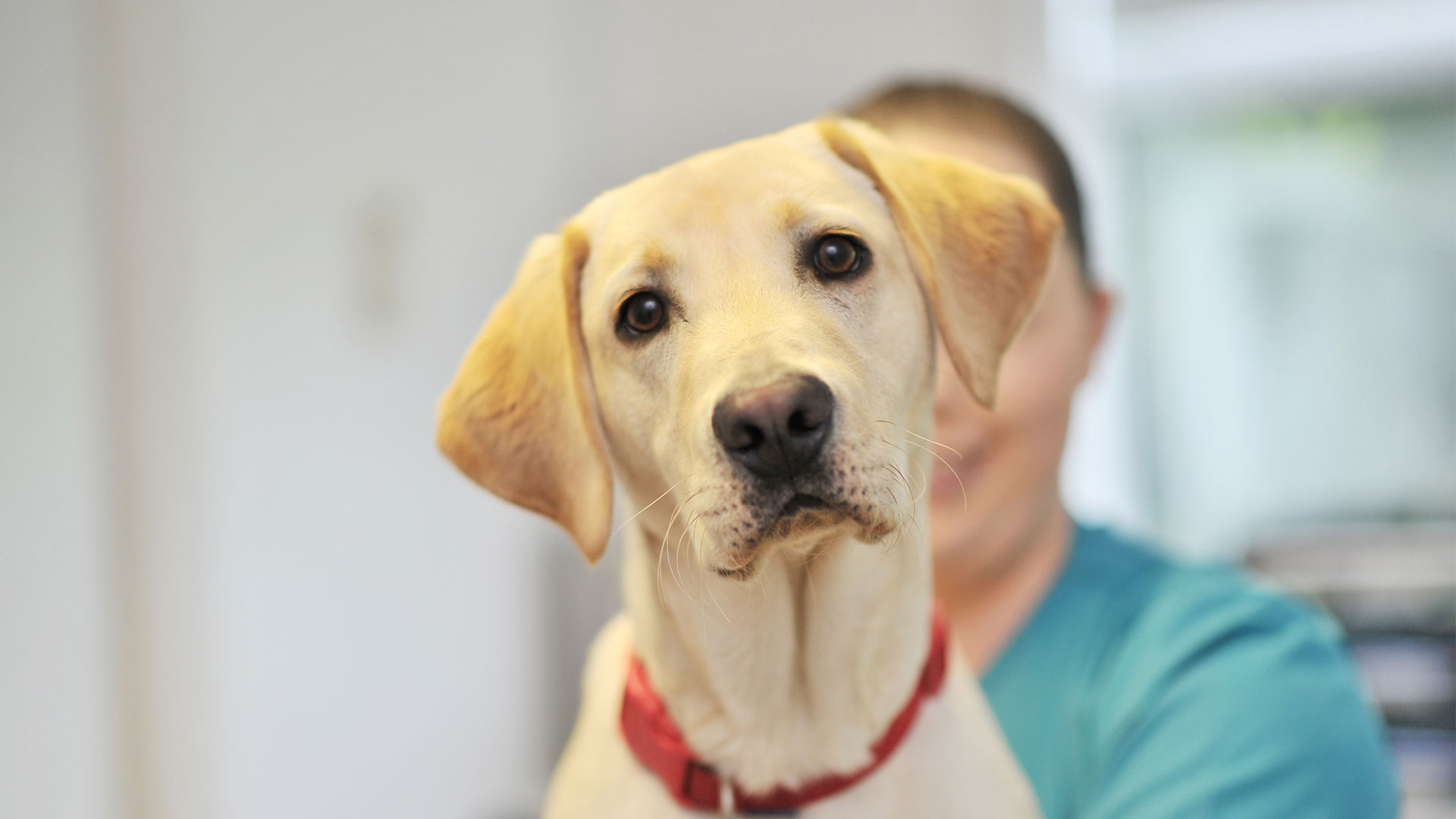 young golden lab puppy