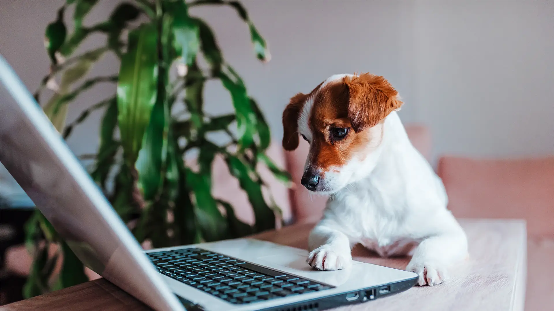 dog on laptop