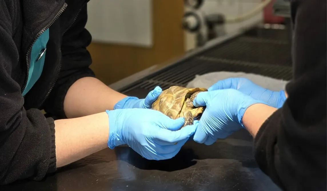 tortoise examination at Shinfield Vets