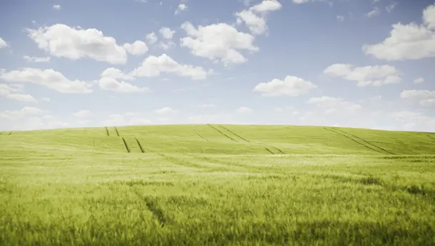 green field 