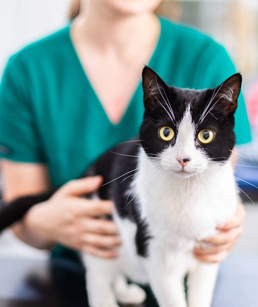 Nurse with cat green eye