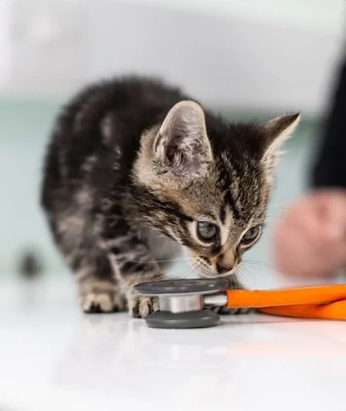 Kitty sniffing stethoscope