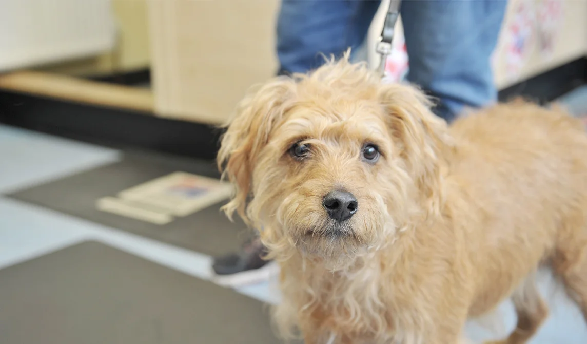 Little brown dog looking at camera