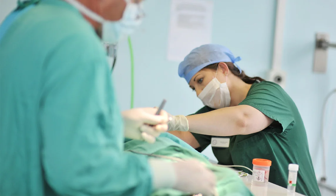Vet in surgery 
