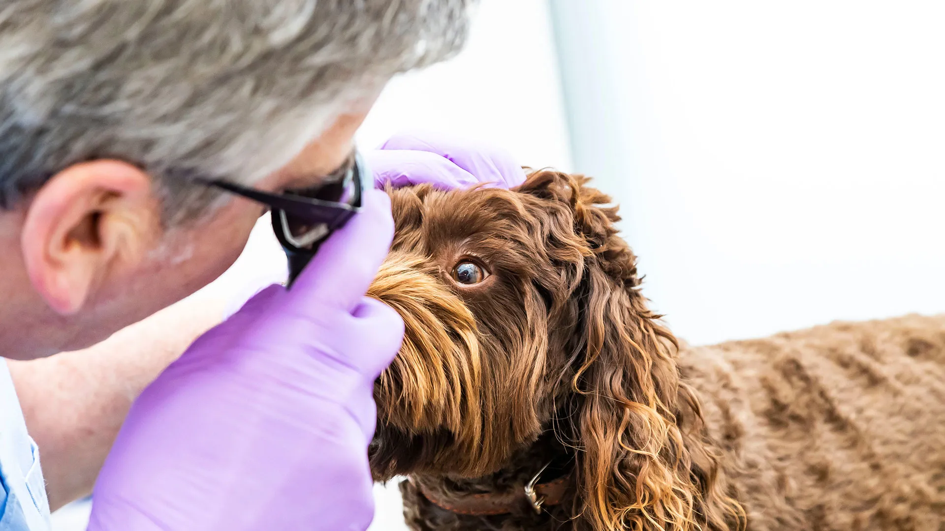 cocapoo having eye examination