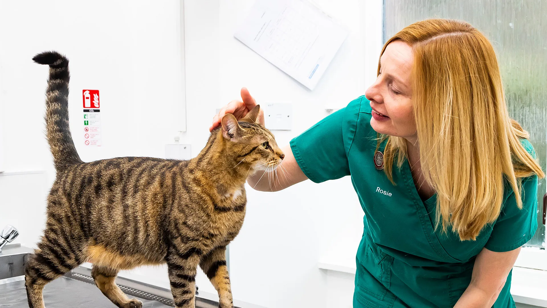 tabby cat being stroked by vet