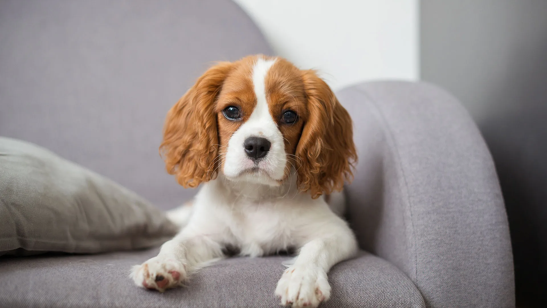 red and white cavalier sat on a sofa