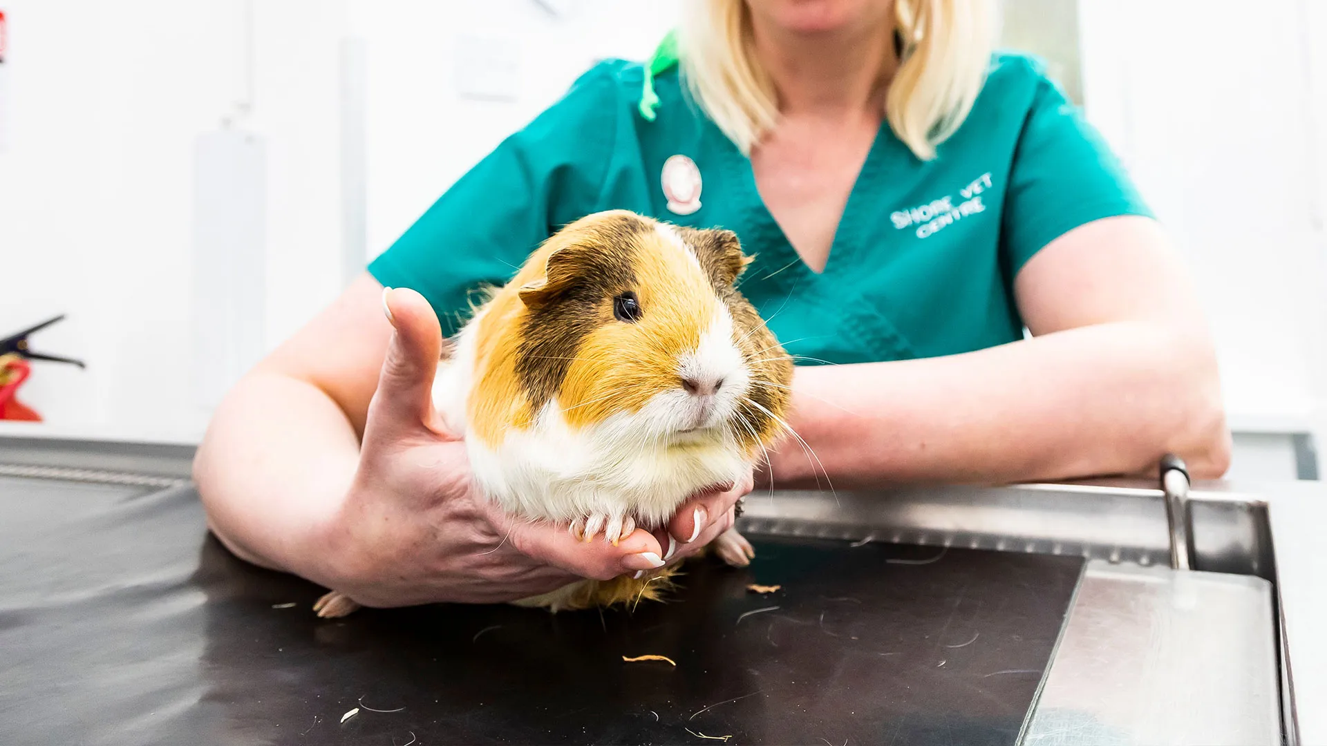 white and gold guinea pig sat on consult table