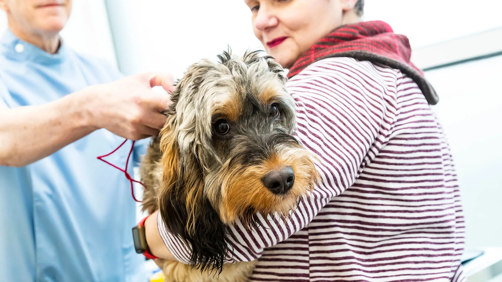 terrier having vet examination