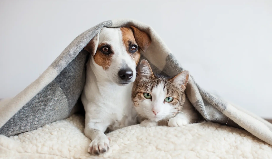 Cat and dog under blanket