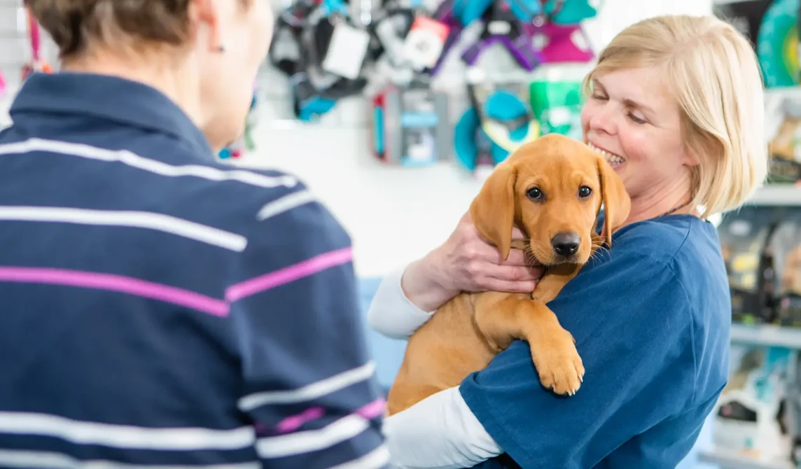 Dog held by veterinary nurse