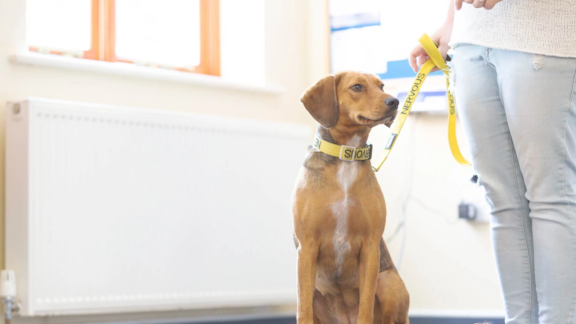 dog sitting in waiting room