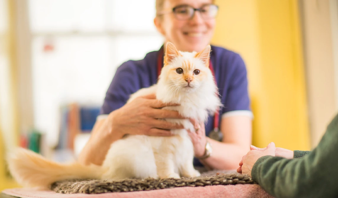 White cat consultation