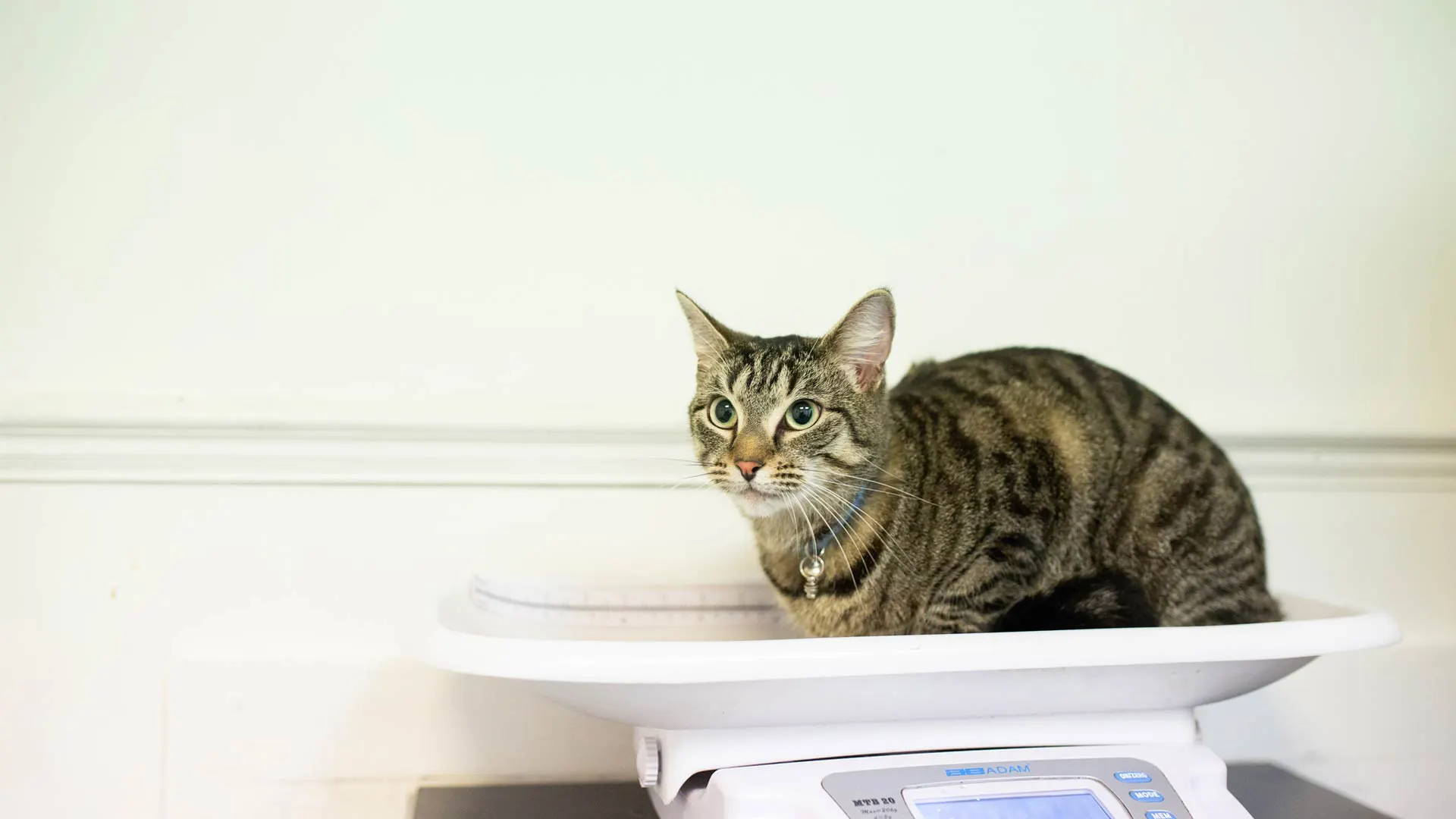 cat on weight scales