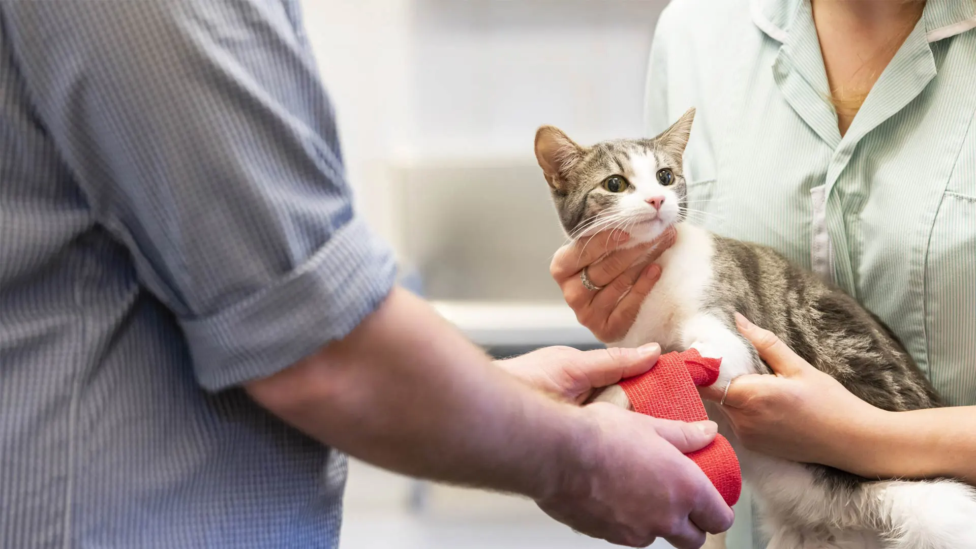 cat with bandage on paw