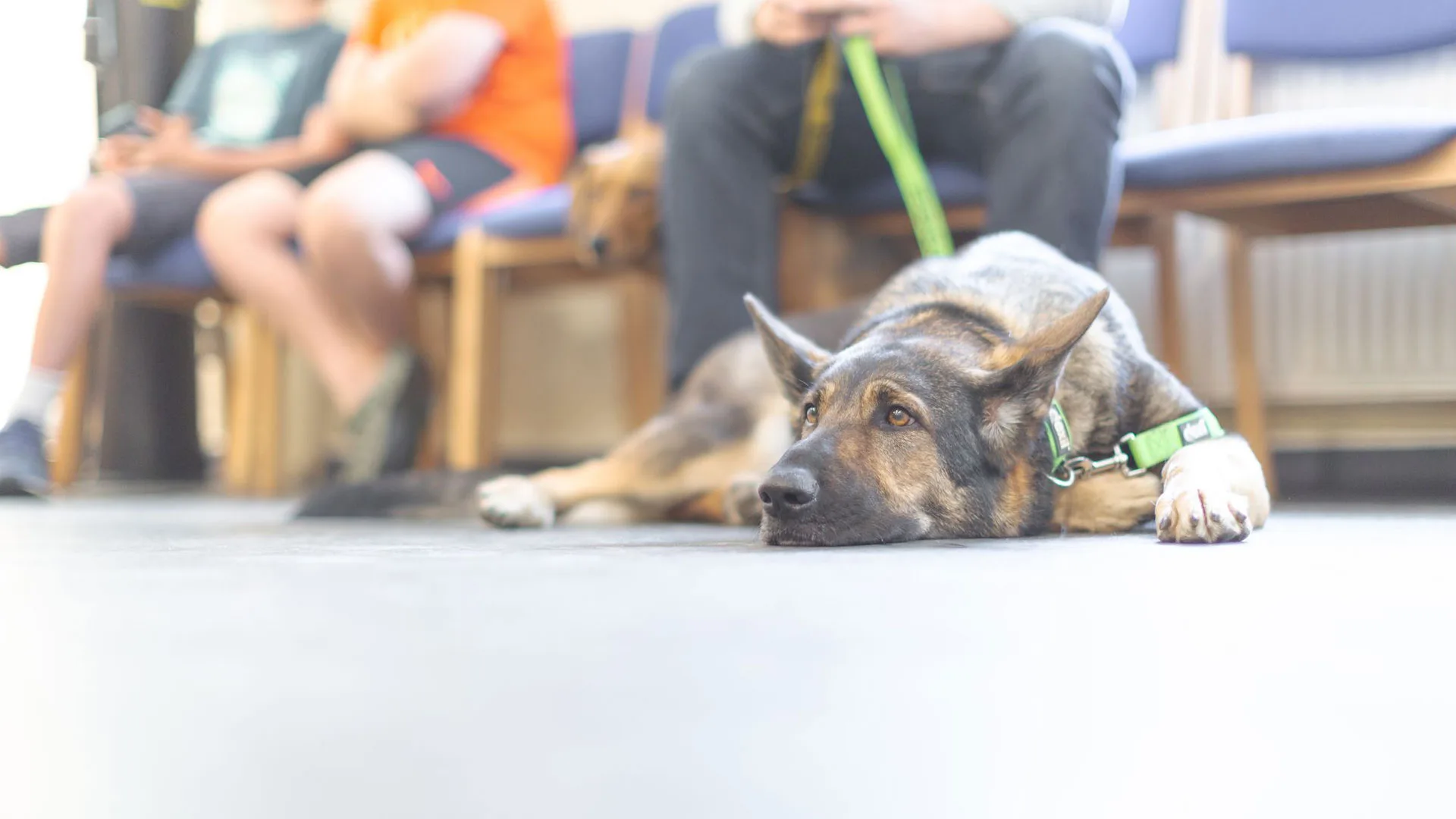 German Shepherd dog in waiting room