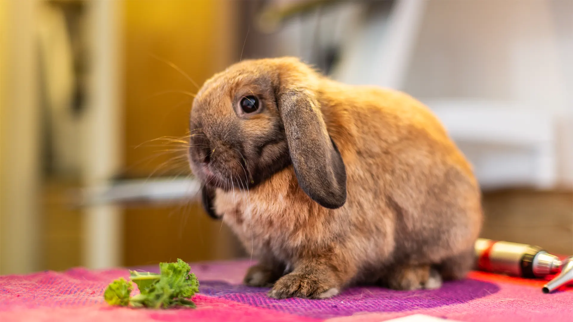 brown rabbit