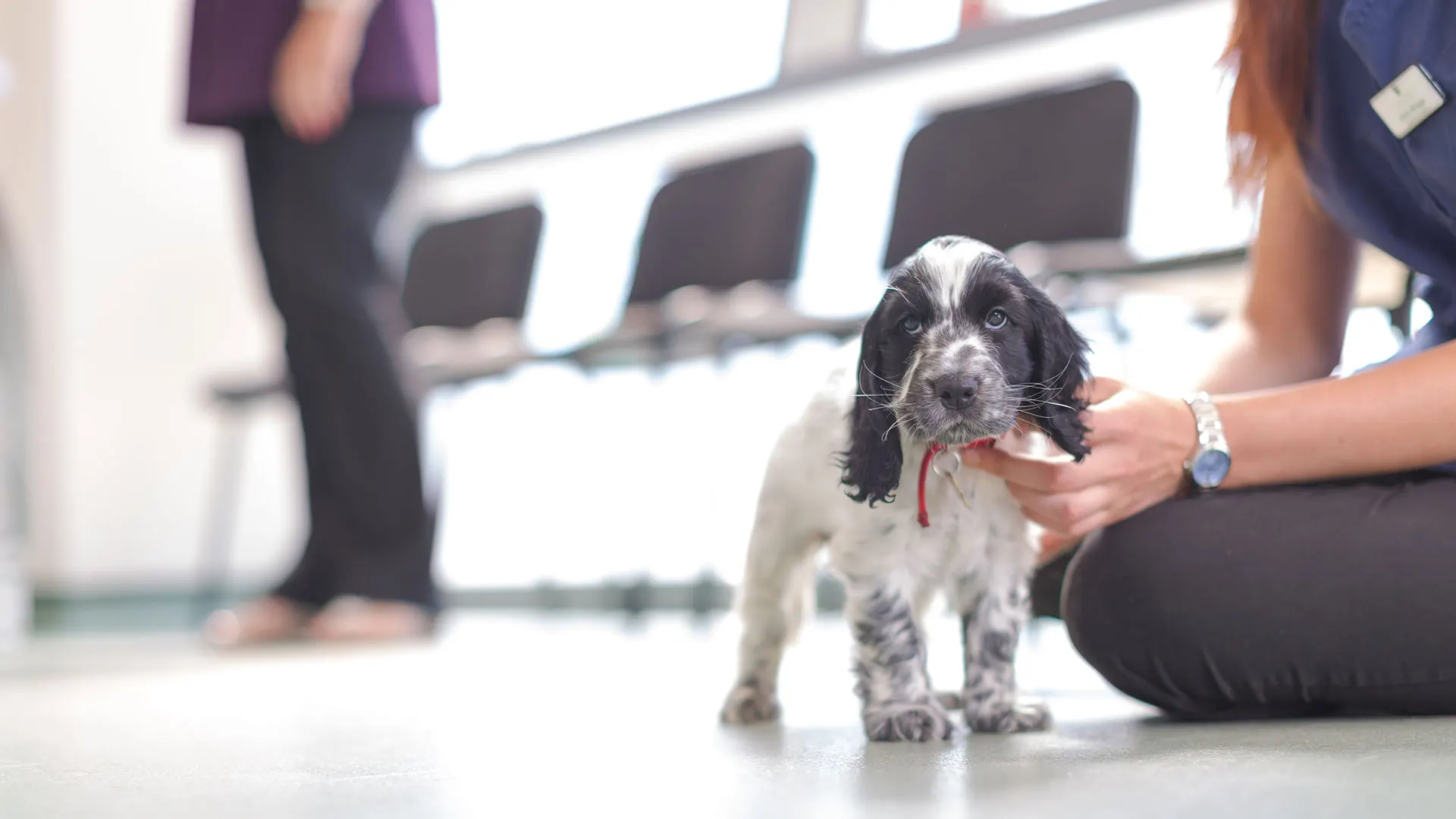 small puppy in vet waiting room