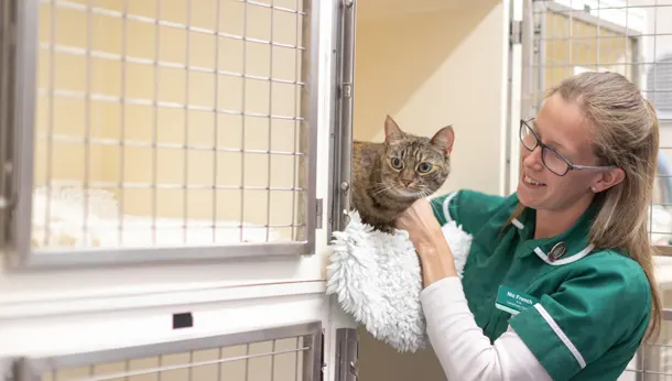 cat at the vet with nurse