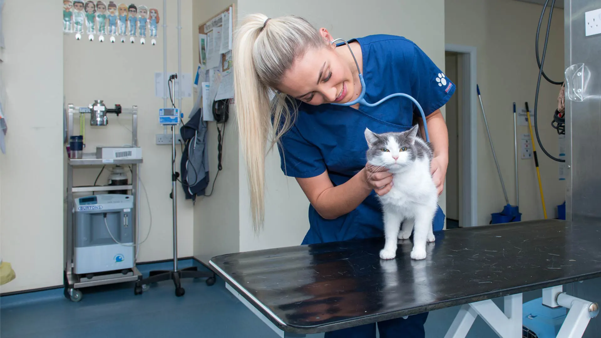 cat with vet