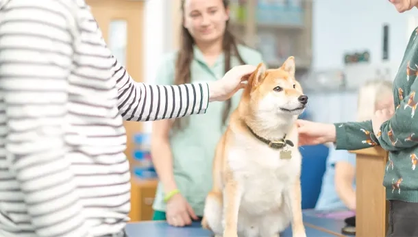 dog with owner at the vet