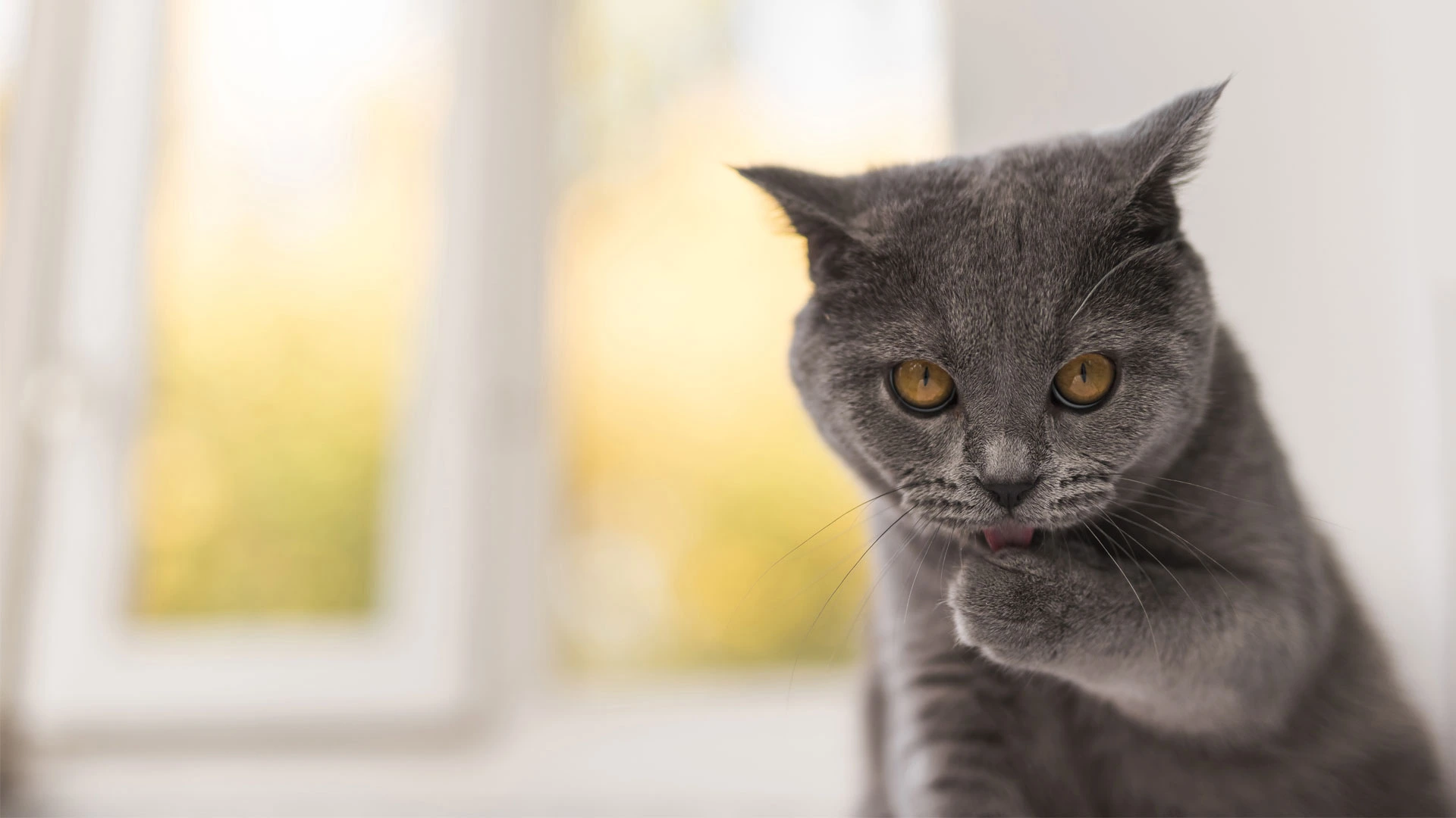 cat licking paw