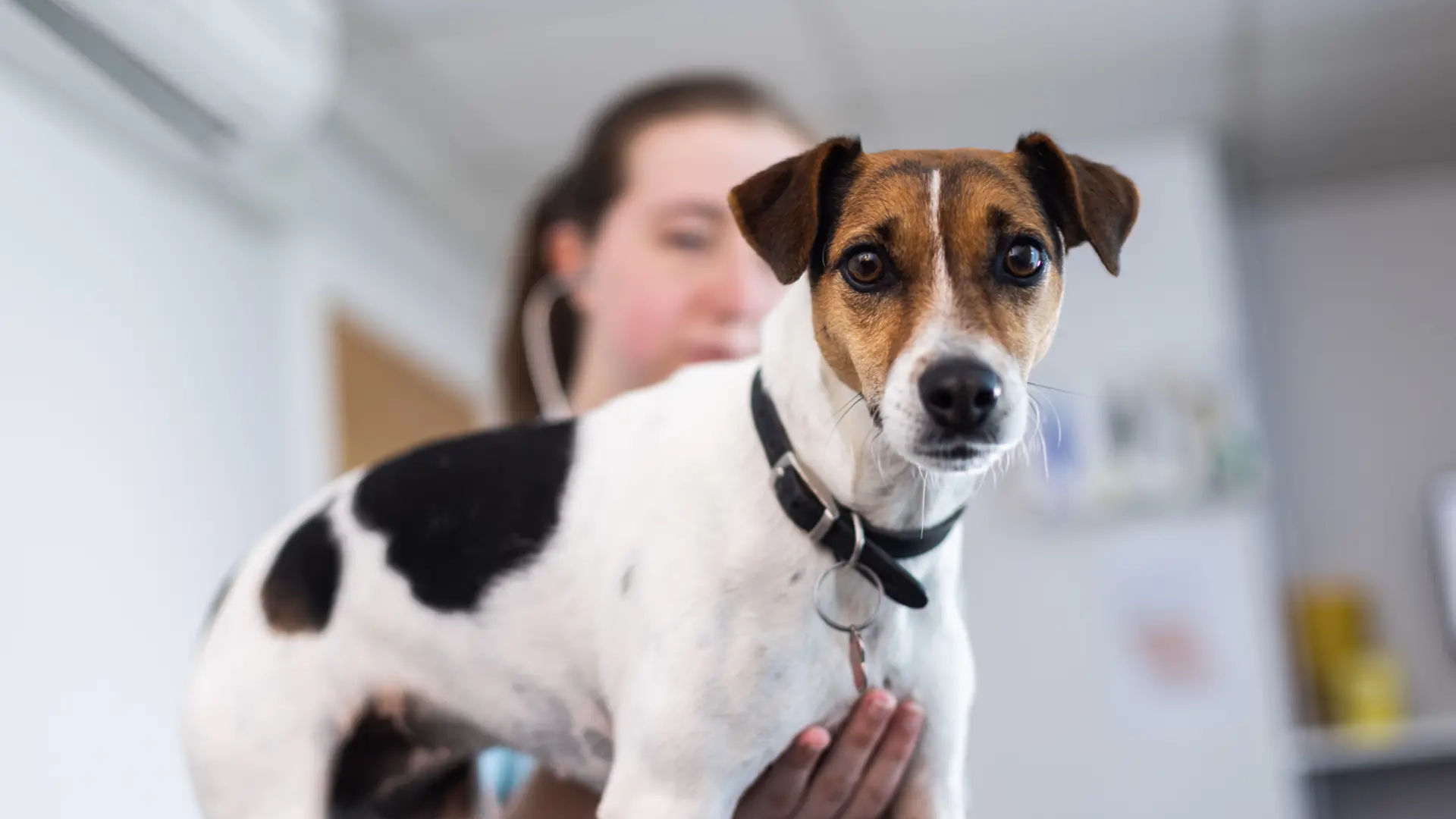 Jack russell dog at vet clinic