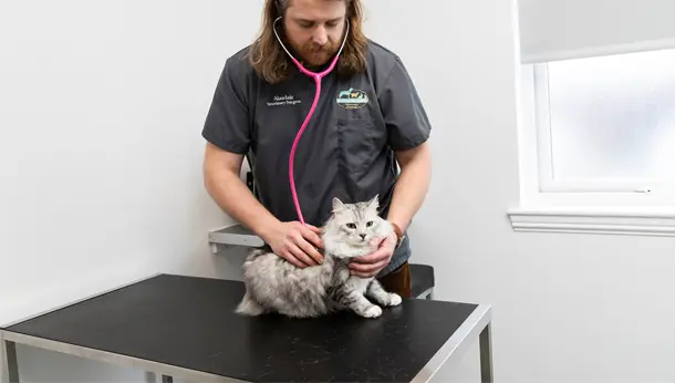 cat with vet checkup