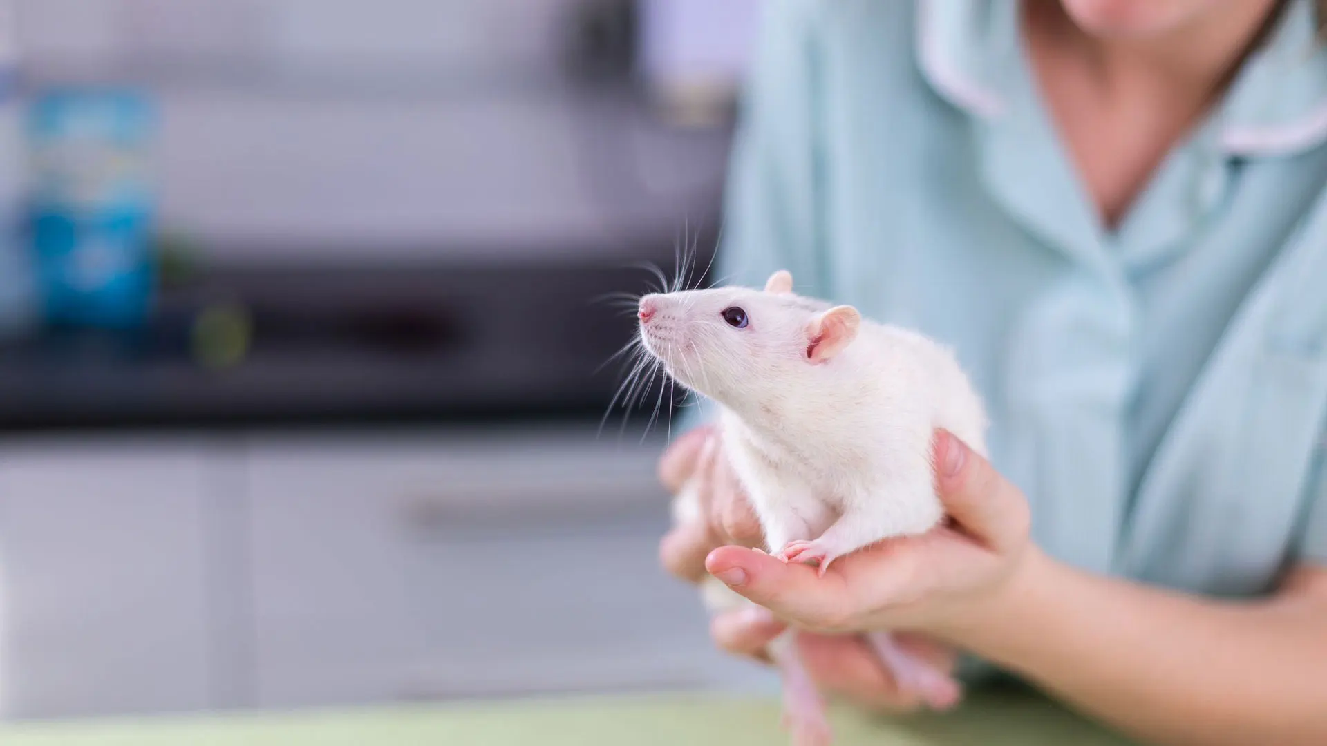 vet nurse holding white rat