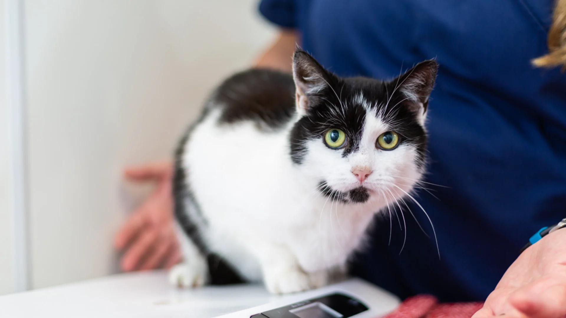 black and white cat on scale