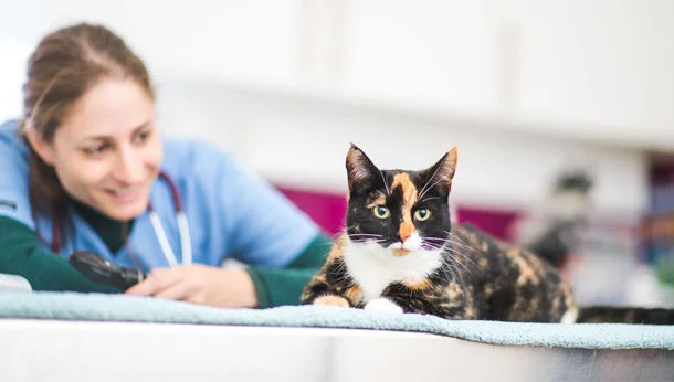 Tortoiseshell cat with vet in background