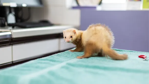 light brown ferret