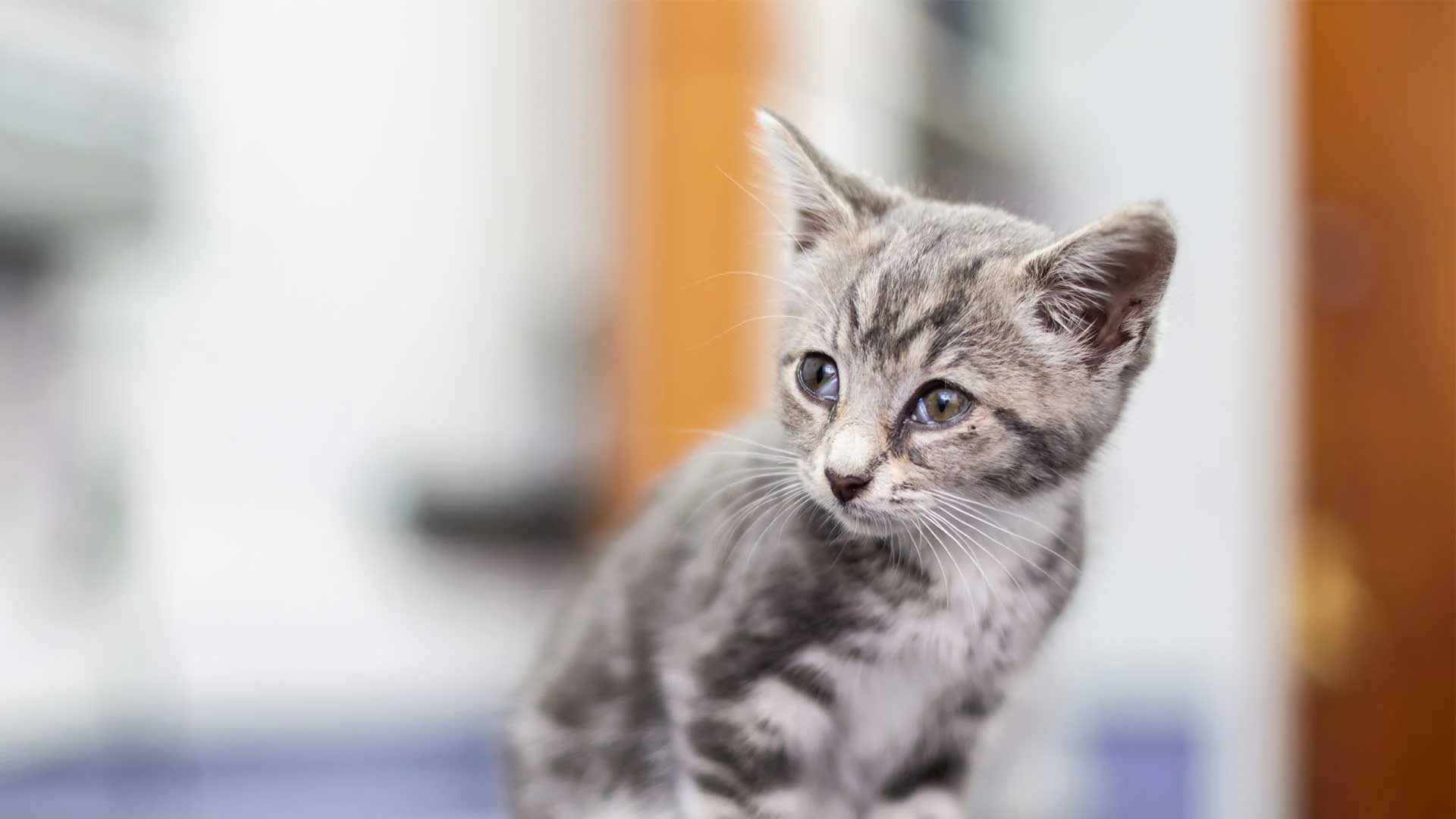 grey kitten check up