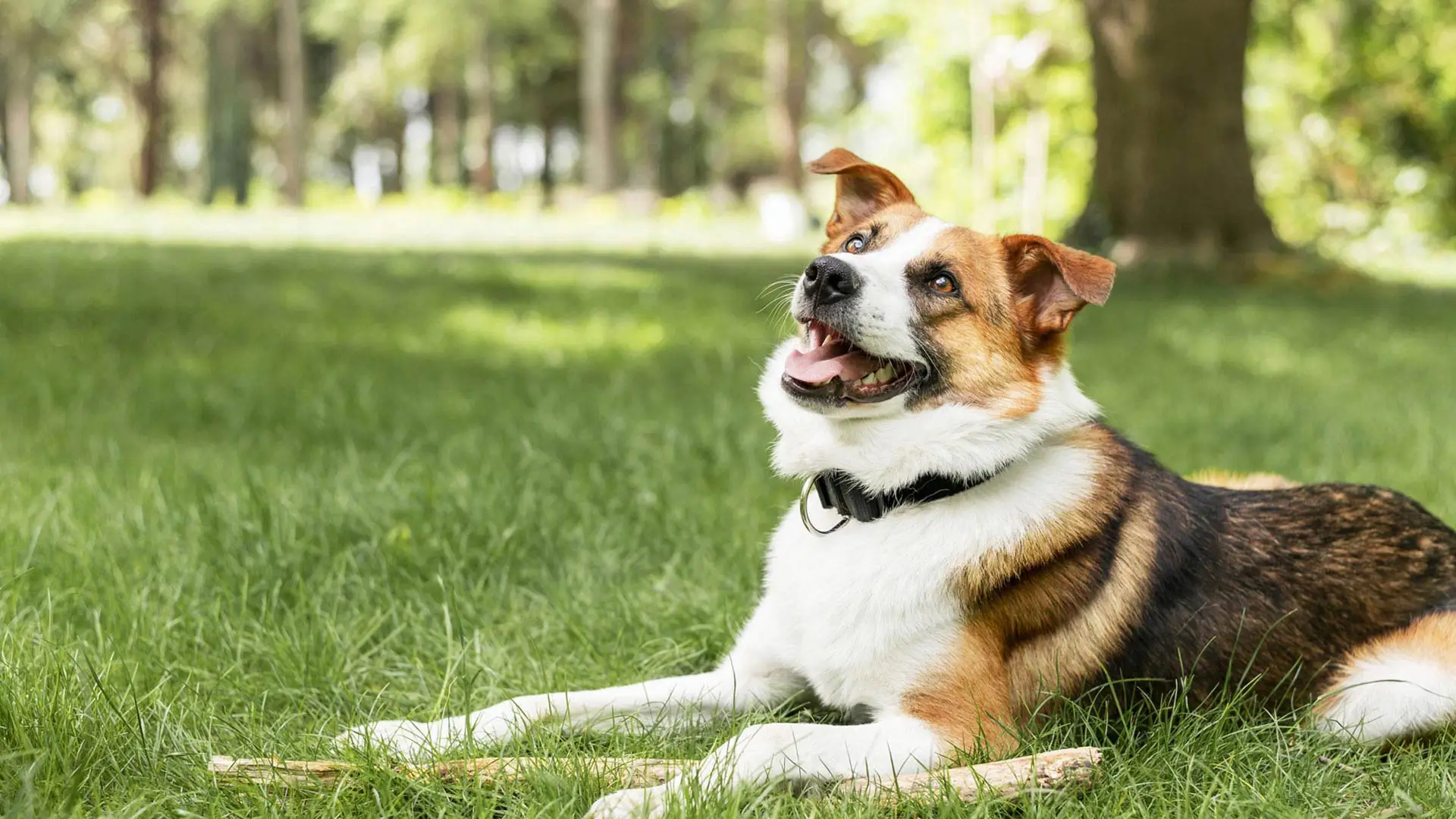 Happy dog laying in the grass