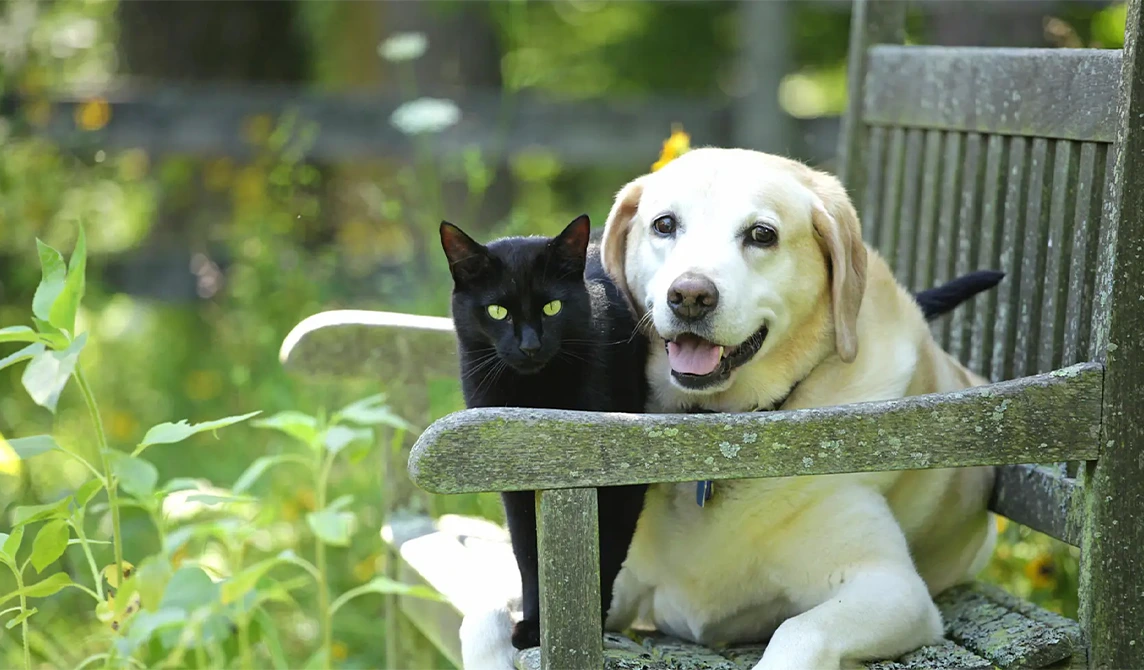 cat and dog on a bench