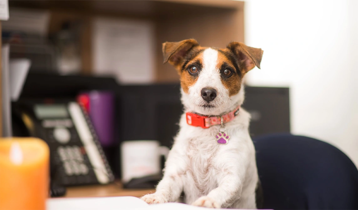 small dog at reception desk