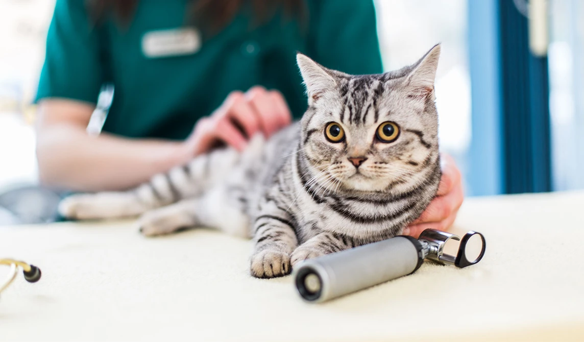 black and grey cat with golden eyes
