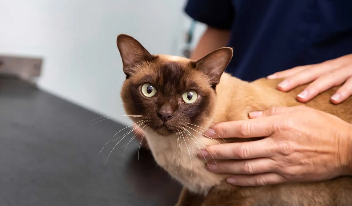 brown cat with green eyes