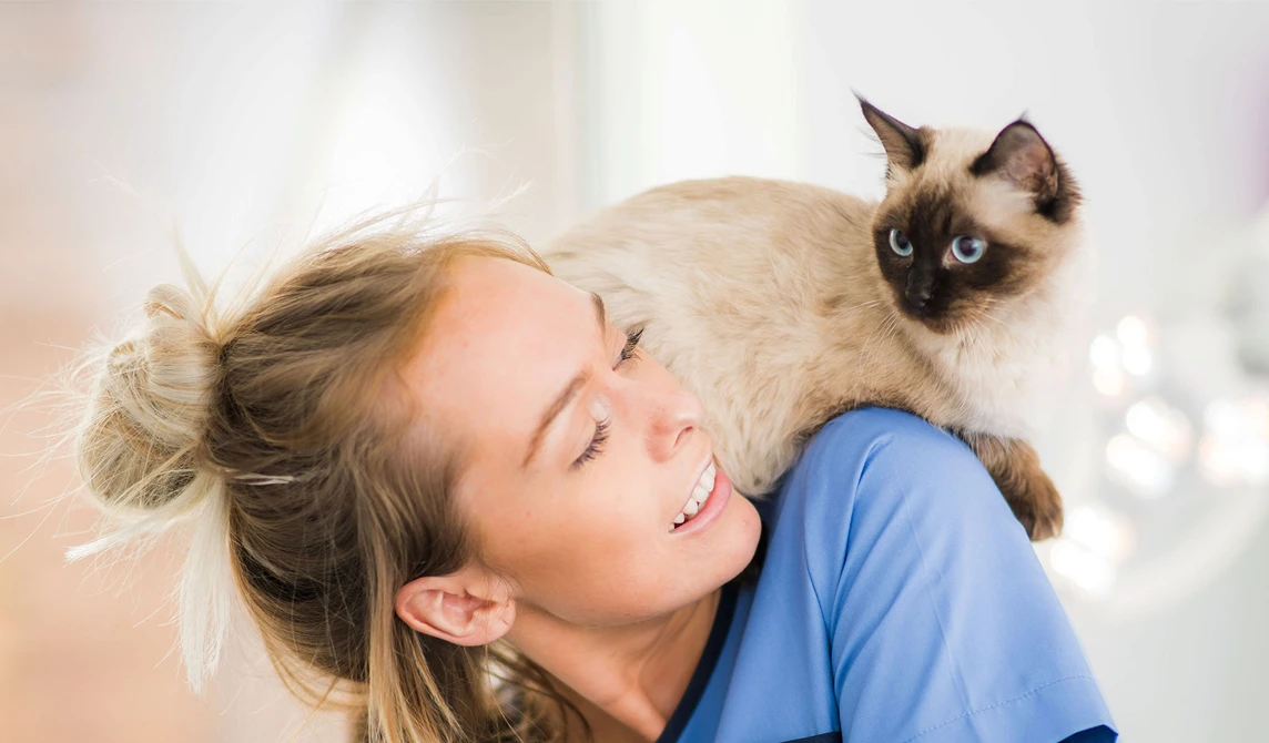 cat with blue eyes sitting on vet nurse shoulder