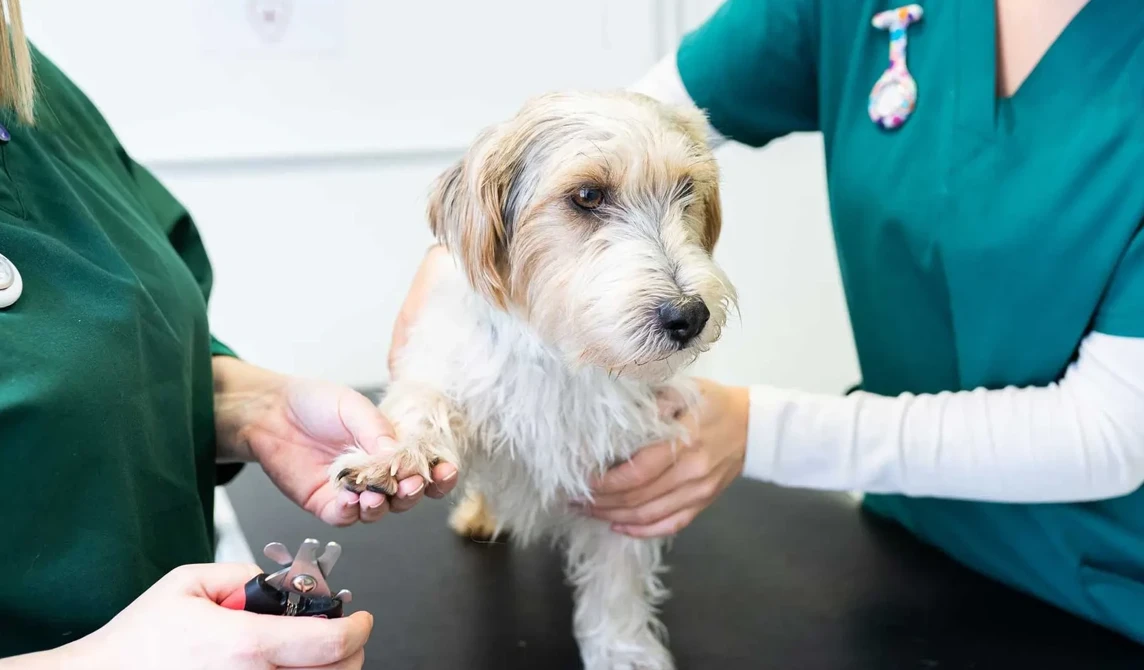dog having claws clipped by vet nurse