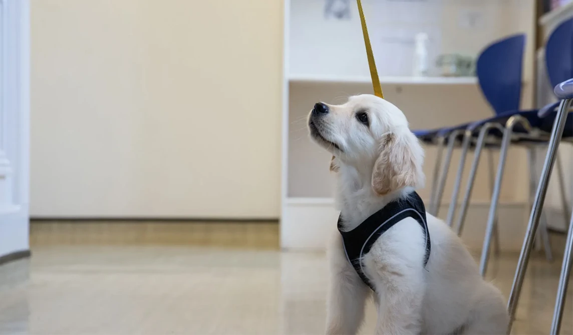 labrador puppy looking up in waiting room