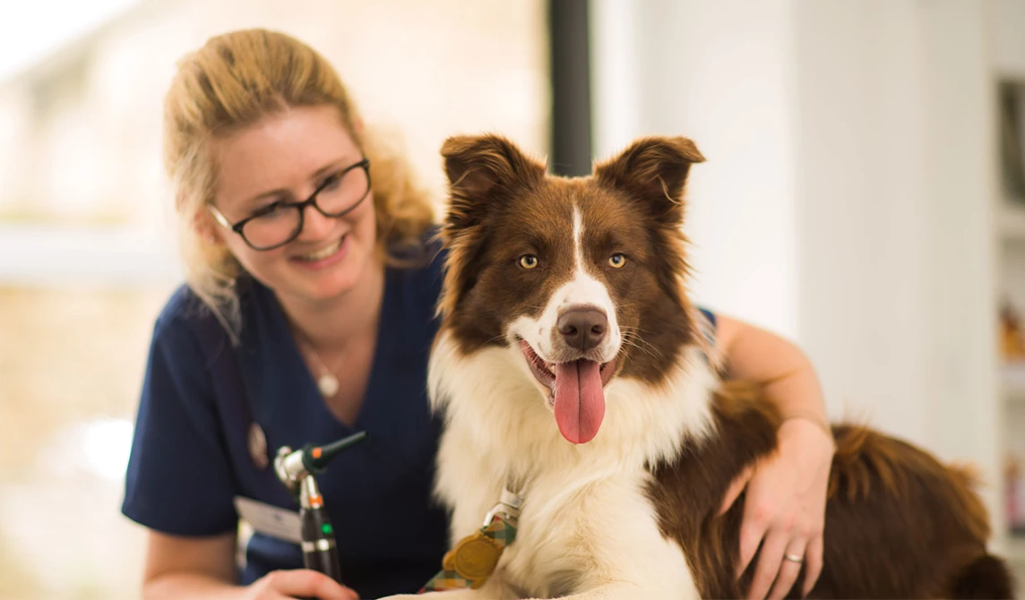 vet nurse with large brown dog with tongue out