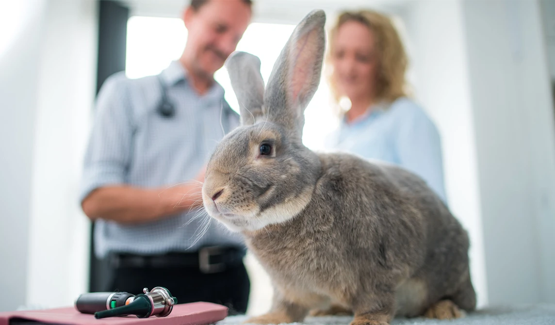 large grey rabbit at vets