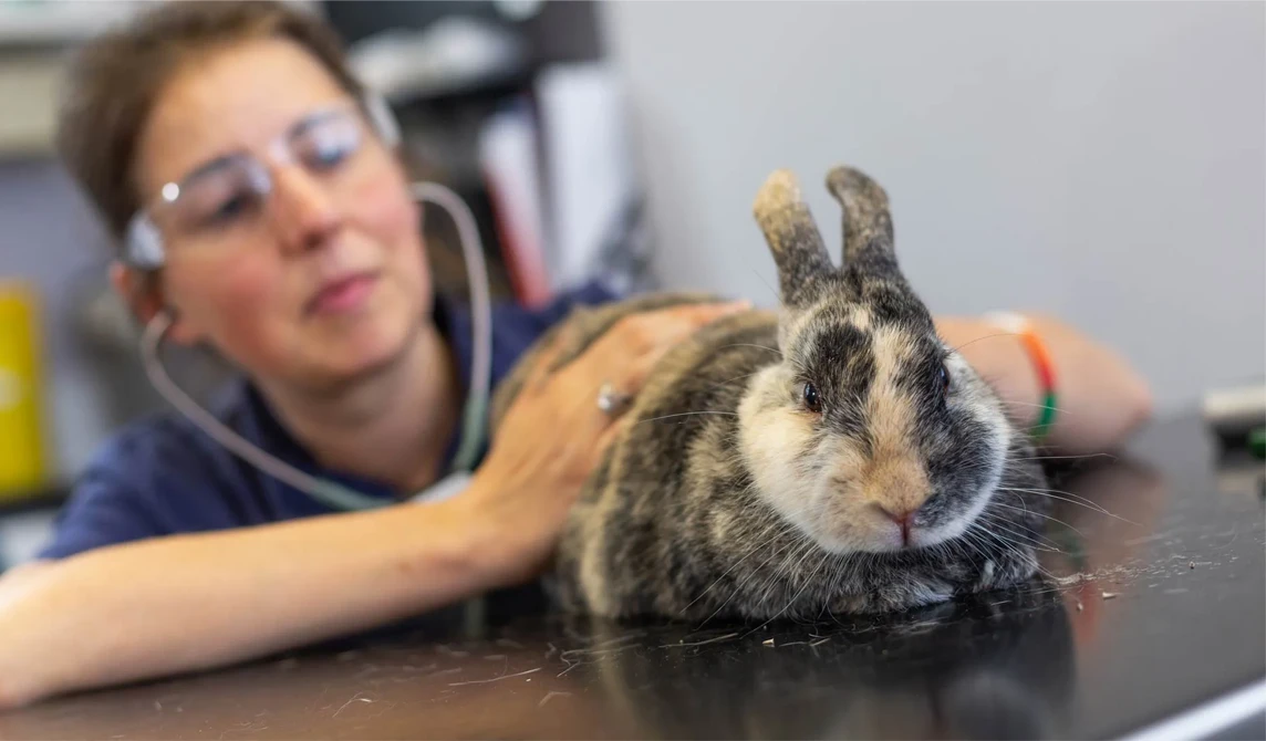 rabbit being examined by vet