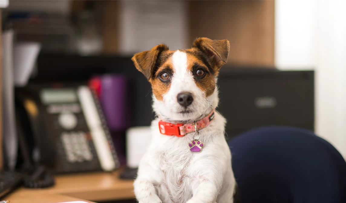 small white and brown dog with red collar and pink tag
