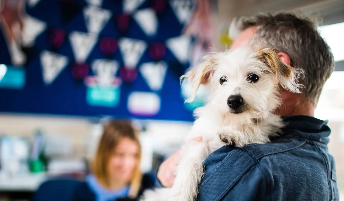 small white shaggy dog held by owner
